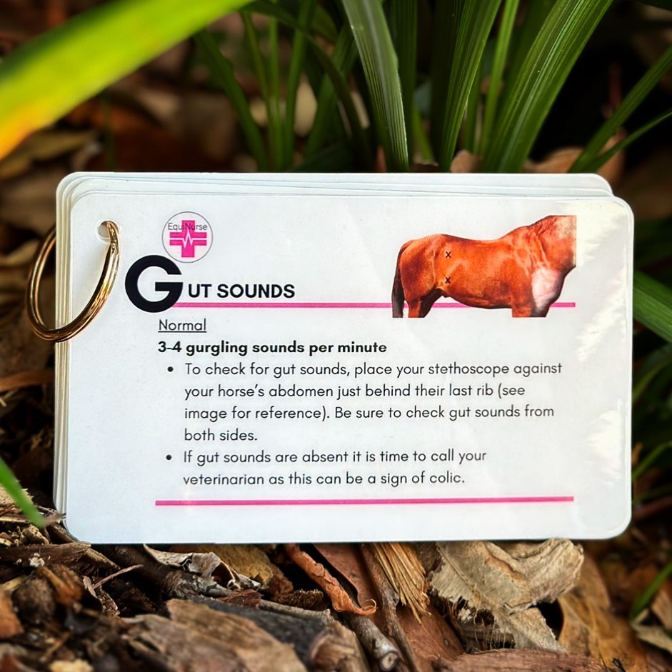 Equinurse Equine "Essentials" First Aid Kit
