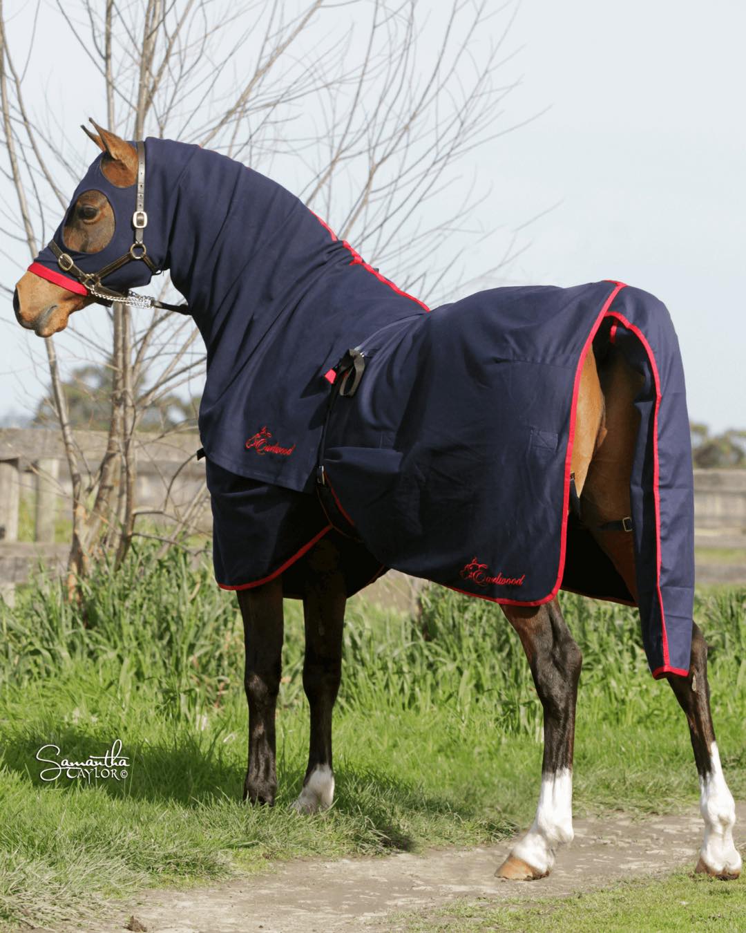 Earlwood Equine Zip Up Horse Hoods