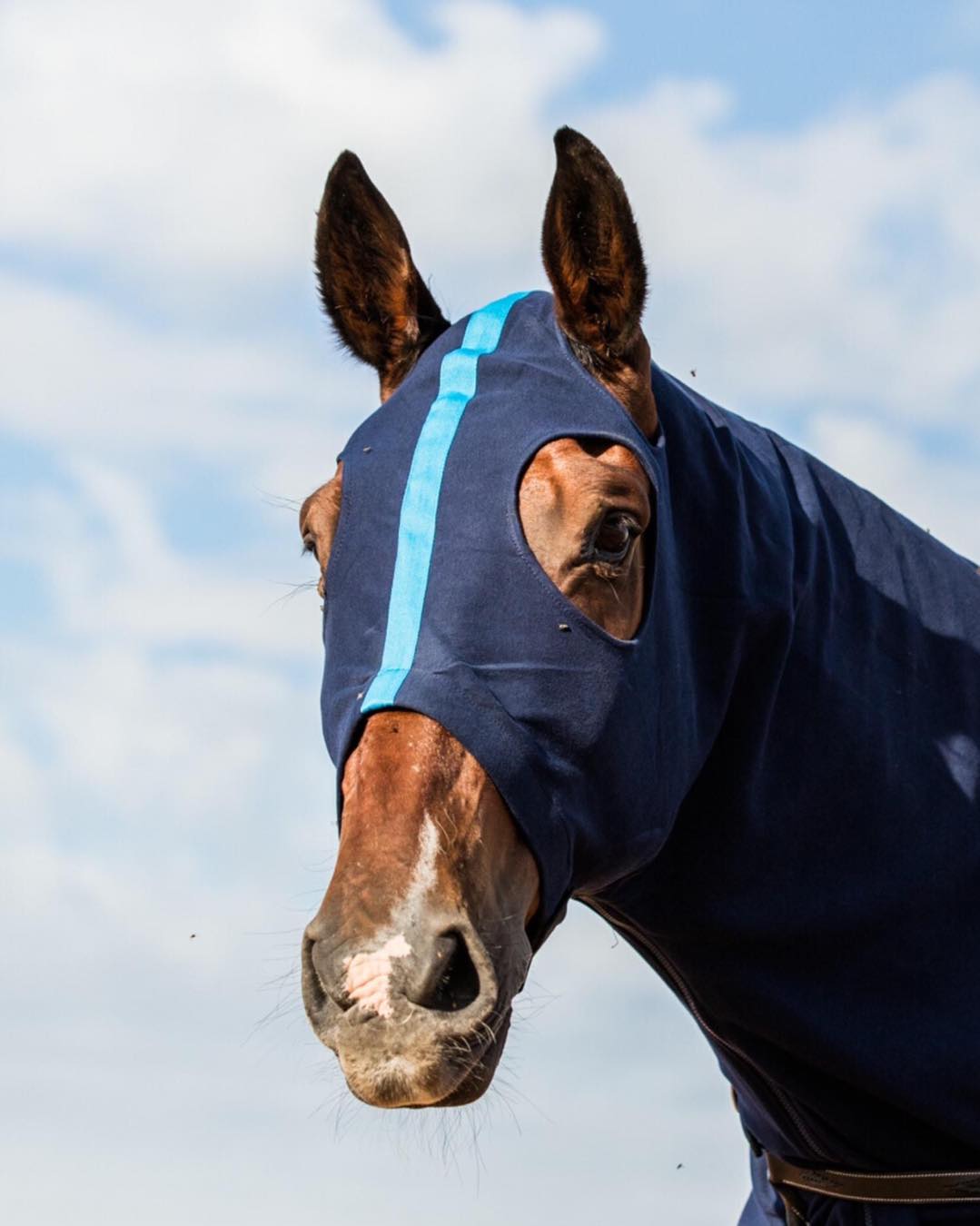 Earlwood Equine Zip Up Horse Hoods