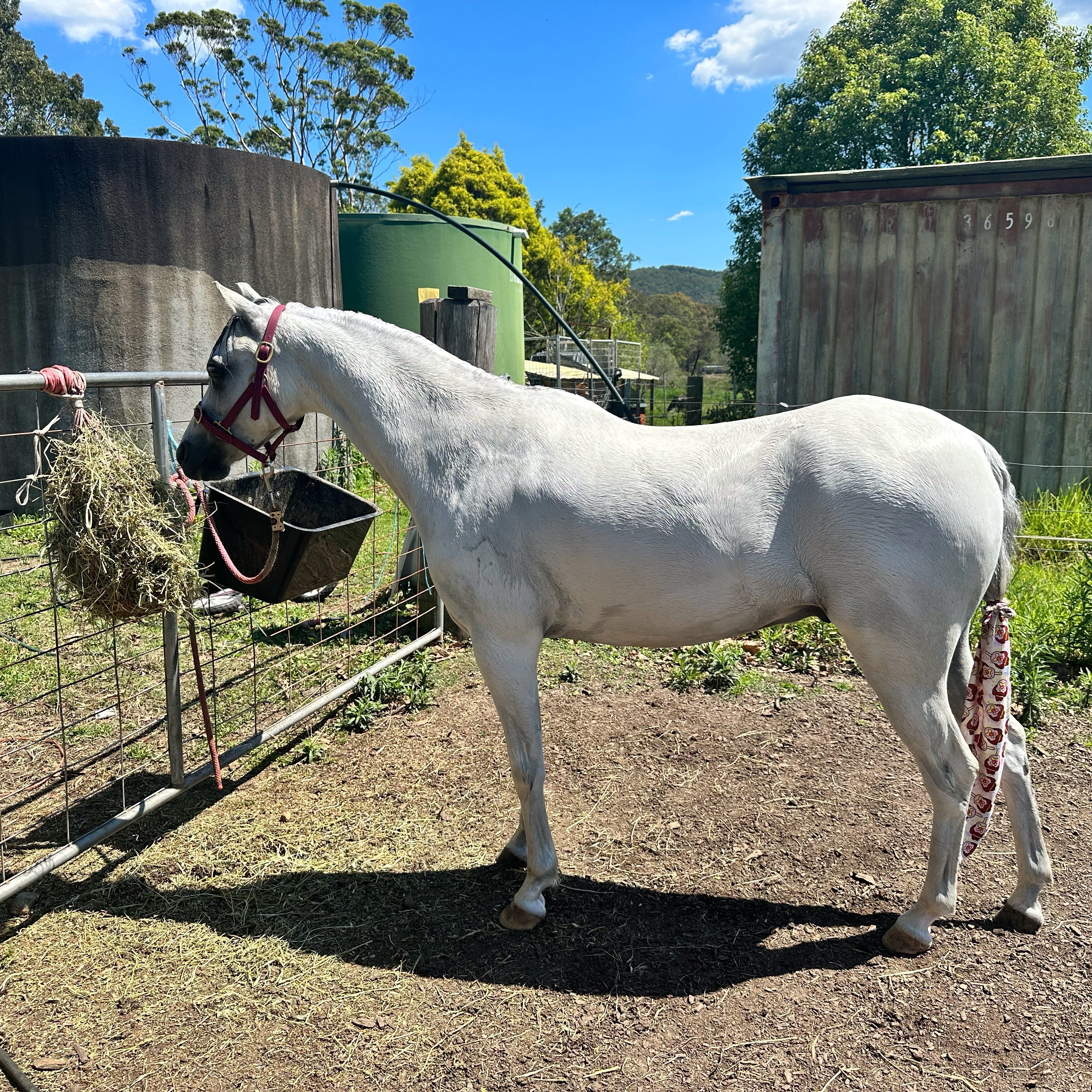 A clean grey pony tied up with a maroon halter eating hay and wearing a tail bag covered in ice creams